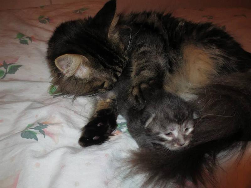 hanin C pentu ja hani.jpg